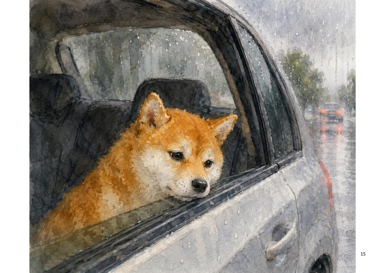 雨の日、車の窓から外を見るムギ
